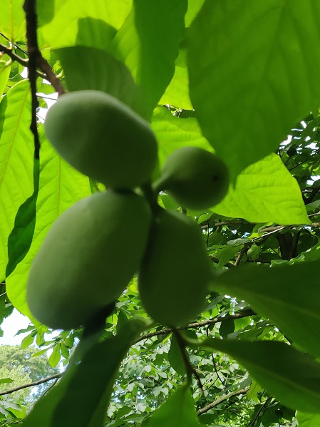 Pawpaws in June.jpg